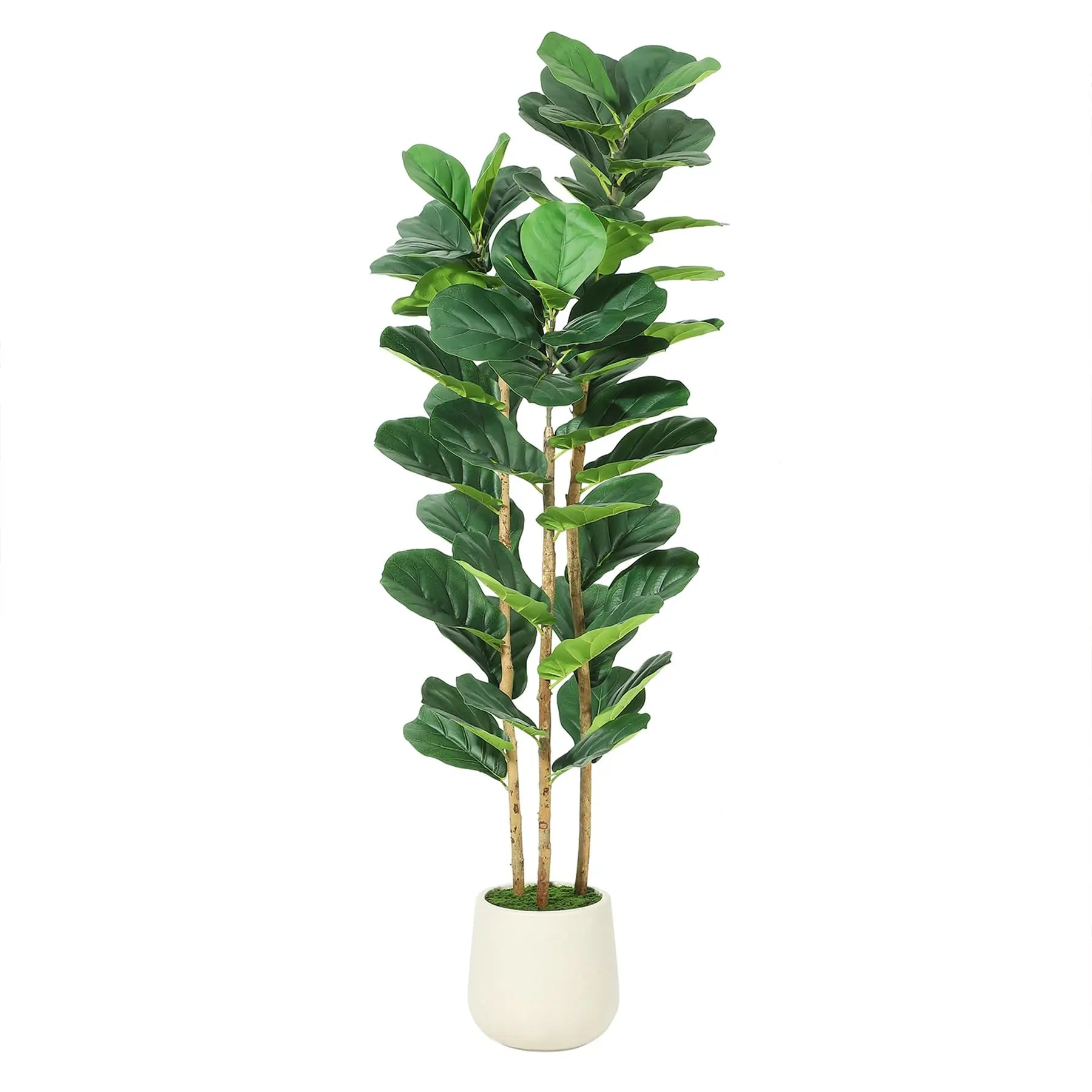 Artificial Fiddle Leaf Fig Tree with White Planter, 5/6/7 ft Tall Fake Plant with Natural Wood Trunk, Faux Ficus Tree Potted Moss for Home /Office/ Living Room Decor